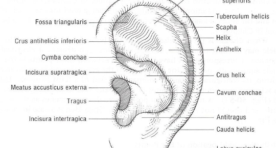 Ear Acupuncture for Weight Loss
