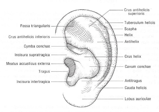 Ear Acupuncture for Weight Loss
