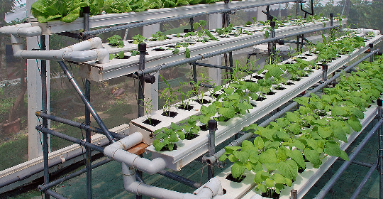 hydroponic